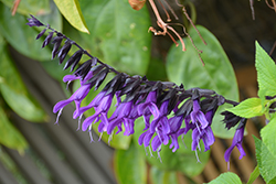 Purple & Bloom Sage (Salvia guaranitica 'Purple & Bloom') at English Gardens
