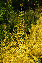 Sunshine Privet (Ligustrum sinense 'Sunshine') at English Gardens