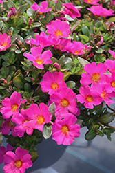 Mojave Fuchsia Portulaca (Portulaca grandiflora 'Mojave Fuchsia') at English Gardens