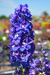 Dasante Blue Larkspur (Delphinium 'Dasante Blue') at English Gardens