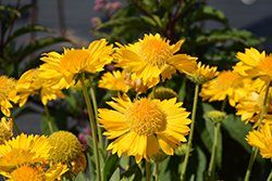 Mesa Yellow Blanket Flower (Gaillardia x grandiflora 'Mesa Yellow') at English Gardens