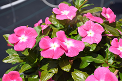 Cora XDR Pink Halo (Catharanthus roseus 'Cora XDR Pink Halo') at English Gardens