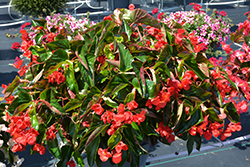 Dragon Wing Red Begonia (Begonia 'Dragon Wing Red') at English Gardens