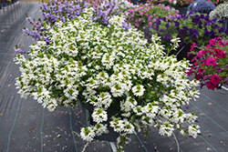 Whirlwind White Fan Flower (Scaevola aemula 'Whirlwind White') at English Gardens