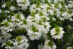 Whirlwind White Fan Flower (Scaevola aemula 'Whirlwind White') at English Gardens