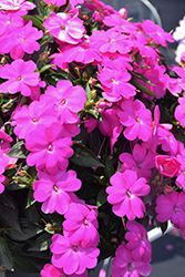 SunPatiens Compact Lilac New Guinea Impatiens (Impatiens 'SakimP063') at English Gardens
