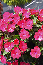 SunPatiens Compact Rose Glow New Guinea Impatiens (Impatiens 'SAKIMP061') at English Gardens