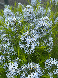 String Theory Blue Star (Amsonia 'String Theory') at English Gardens