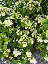 Fairytrail Bride Cascade Hydrangea (Hydrangea 'USHYD0405') at English Gardens