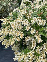 Cavatine Dwarf Japanese Pieris (Pieris japonica 'Cavatine') at English Gardens