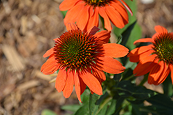 Artisan Soft Orange Coneflower (Echinacea 'PA1308374') at English Gardens