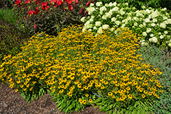 American Gold Rush Coneflower (Rudbeckia 'American Gold Rush') at English Gardens
