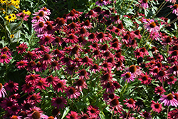 Sombrero Baja Burgundy Coneflower (Echinacea 'Balsombabur') at English Gardens