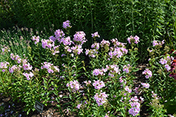 Luminary Opalescence Garden Phlox (Phlox paniculata 'Opalescence') at English Gardens