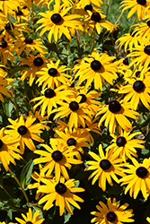 Goldsturm Coneflower (Rudbeckia fulgida 'Goldsturm') at English Gardens