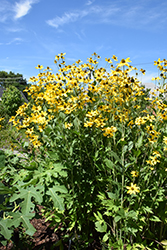 Herbstsonne Coneflower (Rudbeckia 'Herbstsonne') at English Gardens