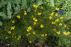 Electric Avenue Tickseed (Coreopsis verticillata 'Electric Avenue') at English Gardens