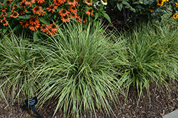 EverColor Everest Japanese Sedge (Carex oshimensis 'Carfit01') at English Gardens