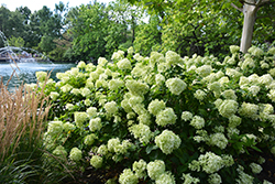 Little Lime Hydrangea (Hydrangea paniculata 'Jane') at English Gardens