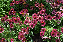 Butterfly Purple Emperor Coneflower (Echinacea 'Purple Emperor') at English Gardens