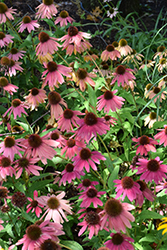 Artisan Red Ombre Coneflower (Echinacea 'PAS1257973') at English Gardens