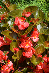 Big Red Bronze Leaf Begonia (Begonia 'Big Red Bronze Leaf') at English Gardens