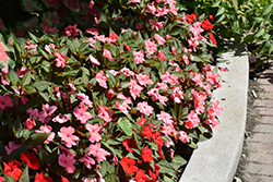 SunPatiens Compact Coral Pink New Guinea Impatiens (Impatiens 'SakimP042') at English Gardens