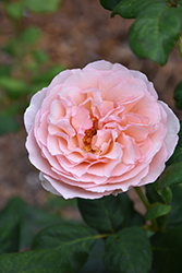Princesse Charlene de Monaco Rose (Rosa 'Meidysouk') at English Gardens