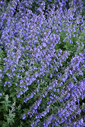 Cat's Meow Catmint (Nepeta x faassenii 'Cat's Meow') at English Gardens