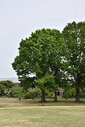 Red Oak (Quercus rubra) at English Gardens