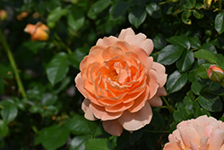 At Last Rose (Rosa 'HORCOGJIL') at English Gardens