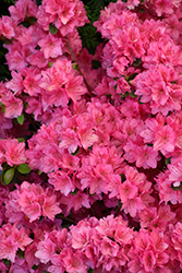 Tradition Azalea (Rhododendron 'Tradition') at English Gardens