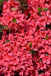 Johanna Azalea (Rhododendron 'Johanna') at English Gardens