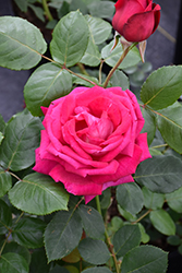 Sweet Spirit Rose (Rosa 'Meithatie') at English Gardens