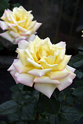 Peace Rose (Rosa 'Peace') at English Gardens