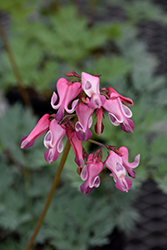 Pink Diamonds Fern-leaved Bleeding Heart (Dicentra 'Pink Diamonds') at English Gardens