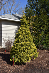 Soft Serve Gold Falsecypress (Chamaecyparis pisifera 'FARROWCGMS') at English Gardens