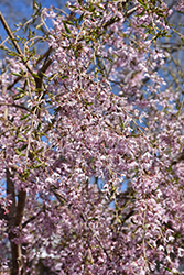 Pink Snow Showers Weeping Cherry (Prunus 'Pishnshzam') at English Gardens