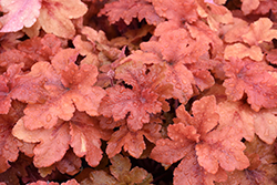 Peachberry Ice Coral Bells (Heuchera 'Peachberry Ice') at English Gardens