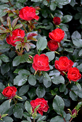 Petite Knock Out Rose (Rosa 'Meibenbino') at English Gardens