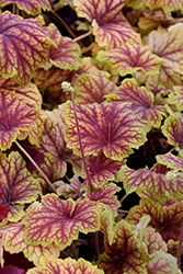 Red Lightning Coral Bells (Heuchera 'Red Lightning') at English Gardens
