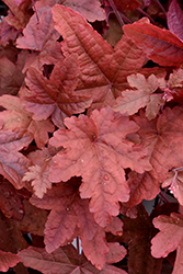 Fun and Games Red Rover Foamy Bells (Heucherella 'Red Rover') at English Gardens