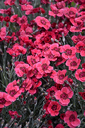 Eastern Star Pinks (Dianthus 'Red Dwarf') at English Gardens