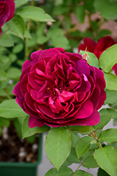 Darcey Bussell Rose (Rosa 'Darcey Bussell') at English Gardens