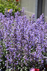 Cat's Meow Catmint (Nepeta x faassenii 'Cat's Meow') at English Gardens