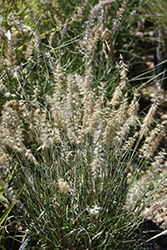 Karley Rose Oriental Fountain Grass (Pennisetum orientale 'Karley Rose') at English Gardens