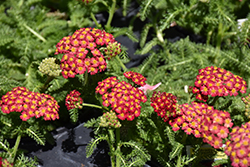 Desert Eve Red Yarrow (Achillea millefolium 'Desert Eve Red') at English Gardens