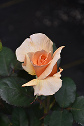 Brandy Rose (Rosa 'Brandy') at English Gardens