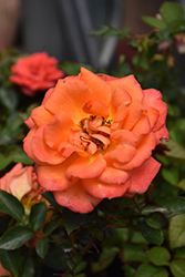 Amber Sunblaze Rose (Rosa 'Meiludoca') at English Gardens