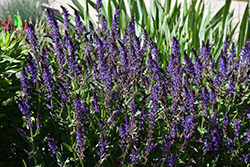 Violet Riot Sage (Salvia nemorosa 'Violet Riot') at English Gardens